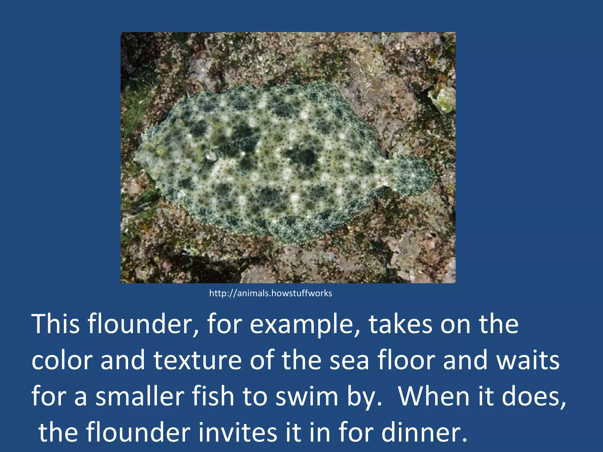 This flounder, for example, takes on the color and texture of the sea floor and waits for a smaller fish to swim by.  When it does,  the flounder invites it in for dinner. http://animals.howstuffworks 