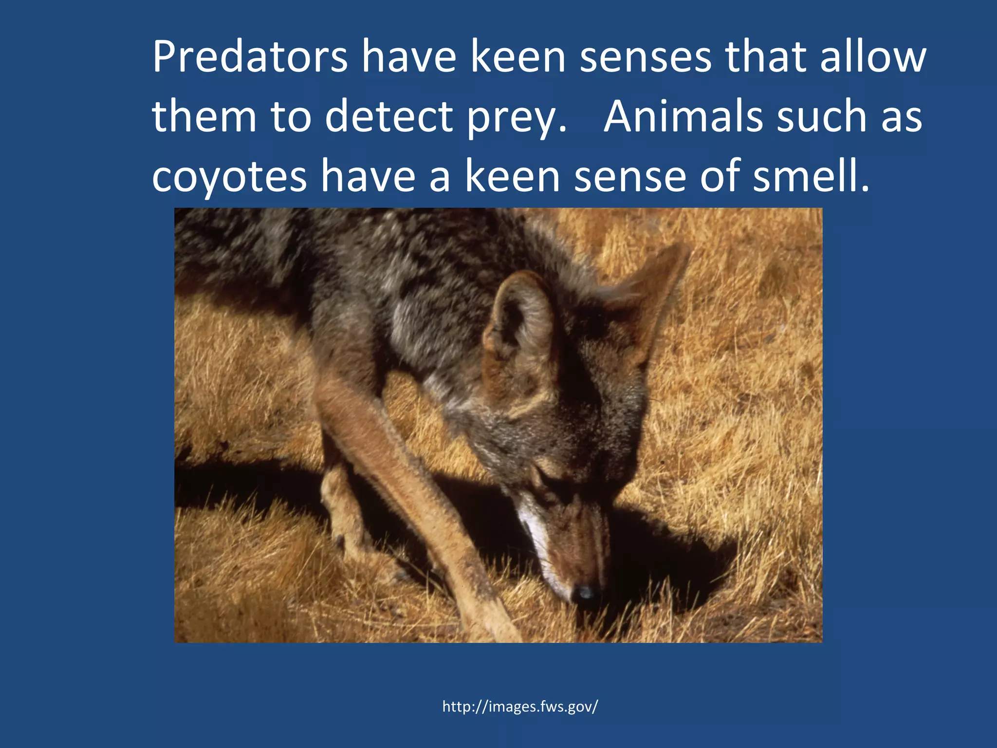 Predators have keen senses that allow them to detect prey.  Animals such as coyotes have a keen sense of smell. http://images.fws.gov/ 