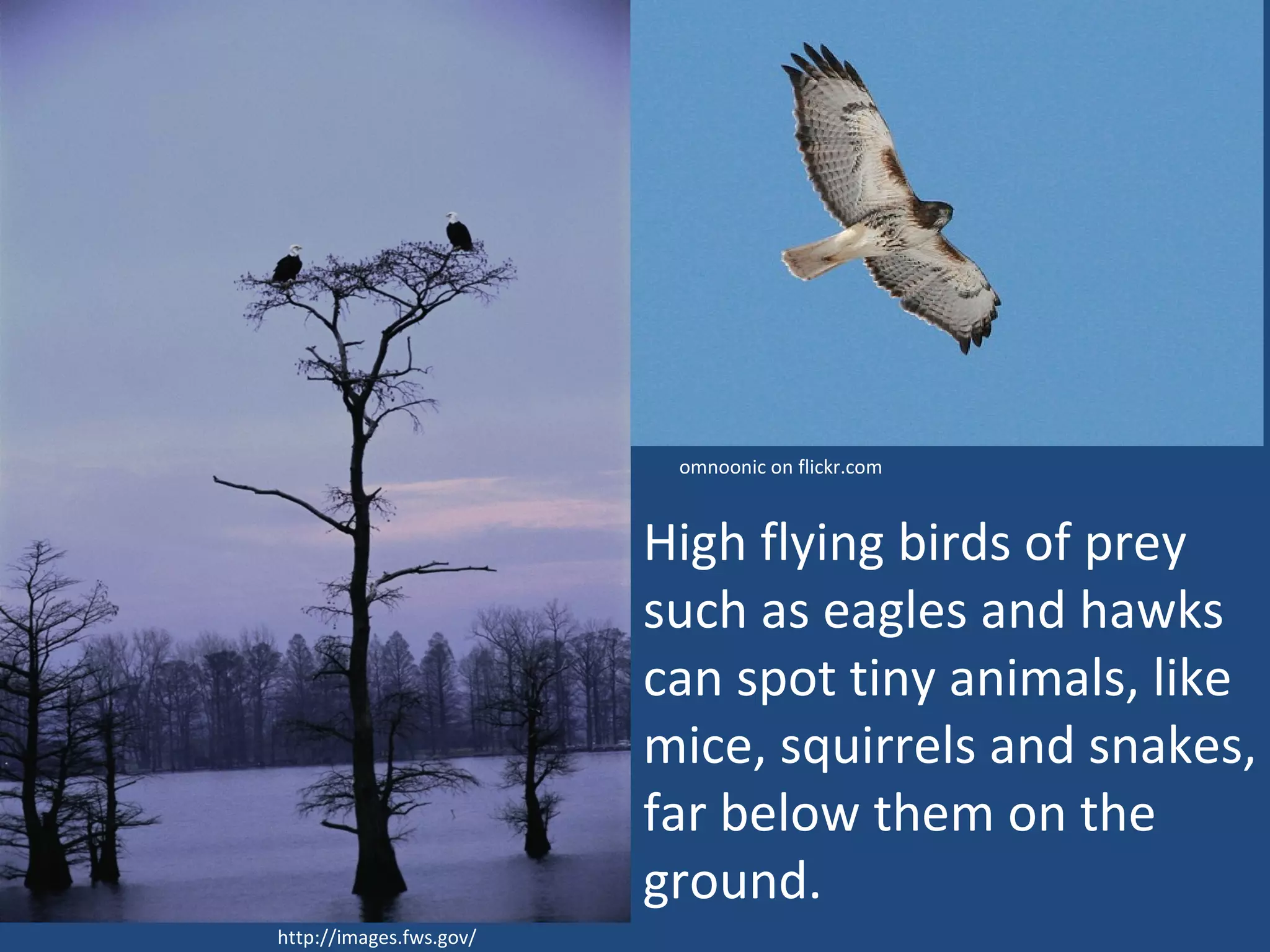 High flying birds of prey such as eagles and hawks can spot tiny animals, like mice, squirrels and snakes,  far below them on the ground.  omnoonic on flickr.com http://images.fws.gov/ 