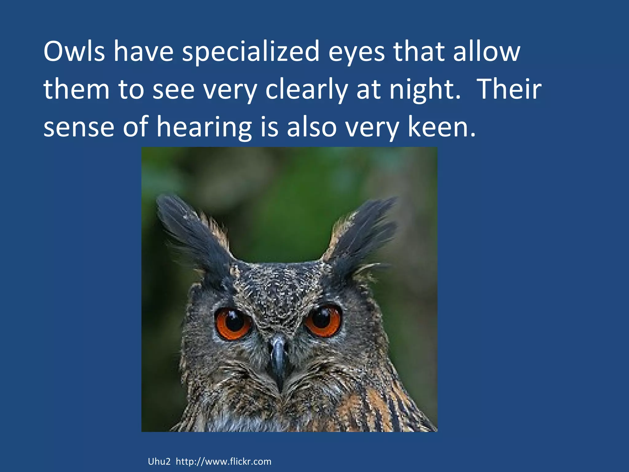 Owls have specialized eyes that allow them to see very clearly at night.  Their sense of hearing is also very keen.  Uhu2  http://www.flickr.com 