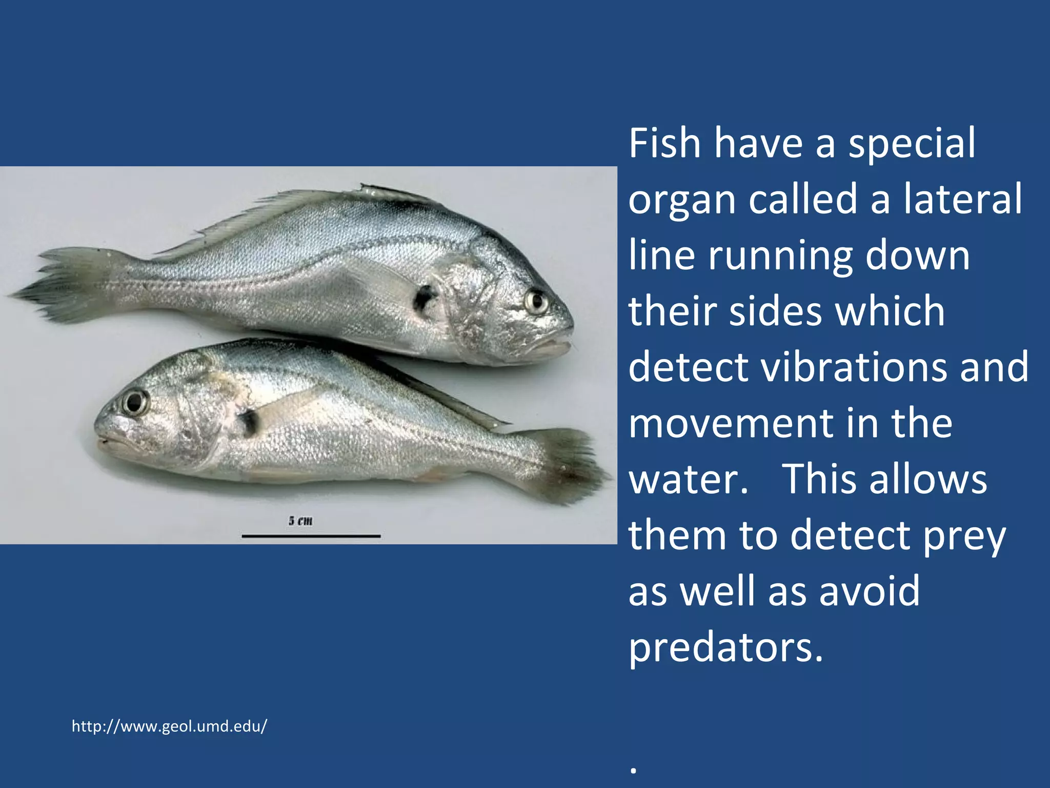 http://www.geol.umd.edu/ Fish have a special organ called a lateral line running down their sides which detect vibrations and movement in the water.  This allows them to detect prey as well as avoid predators. . 