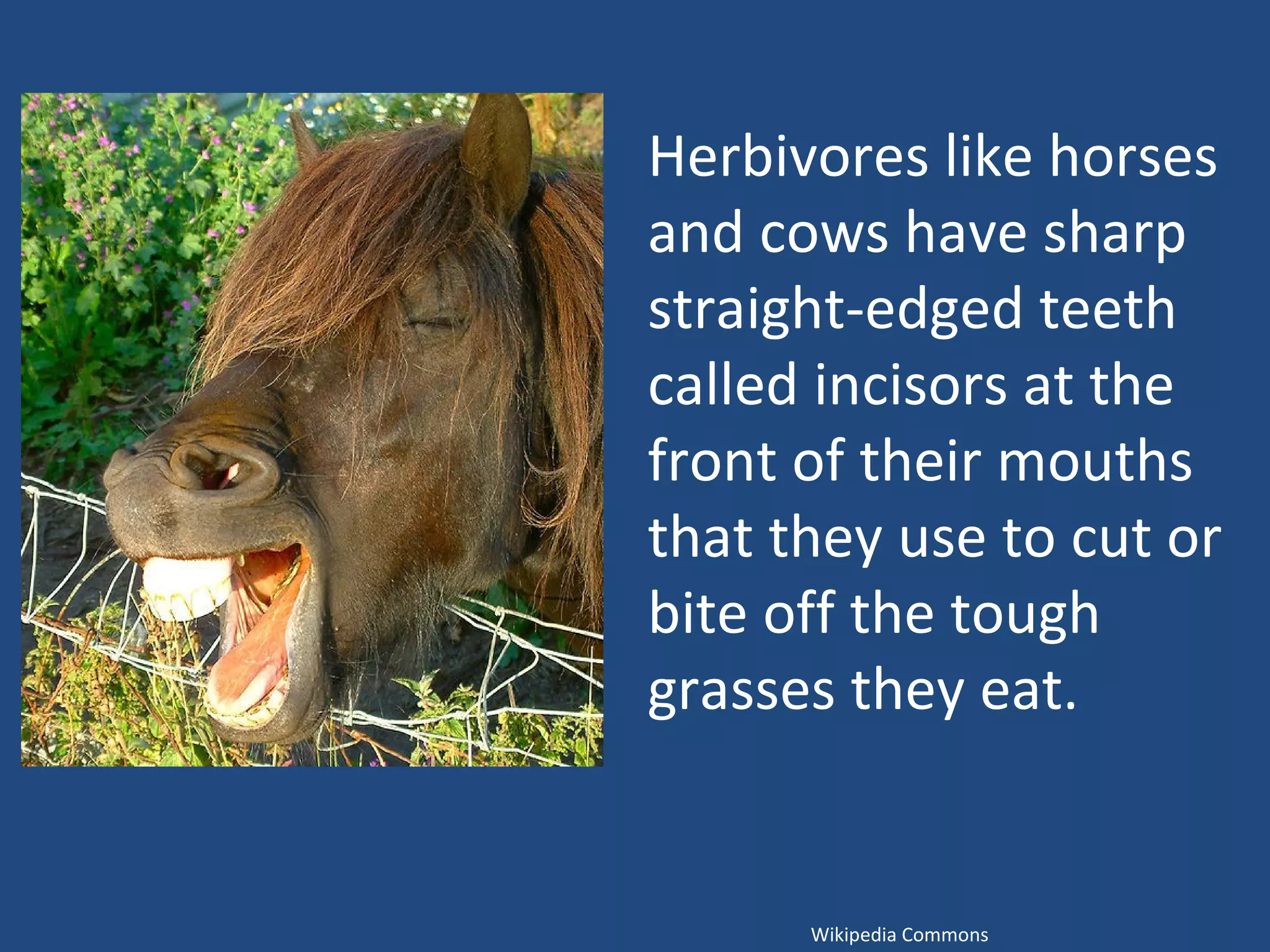 Herbivores like horses and cows have sharp straight-edged teeth called incisors at the front of their mouths that they use to cut or bite off the tough grasses they eat. Wikipedia Commons 