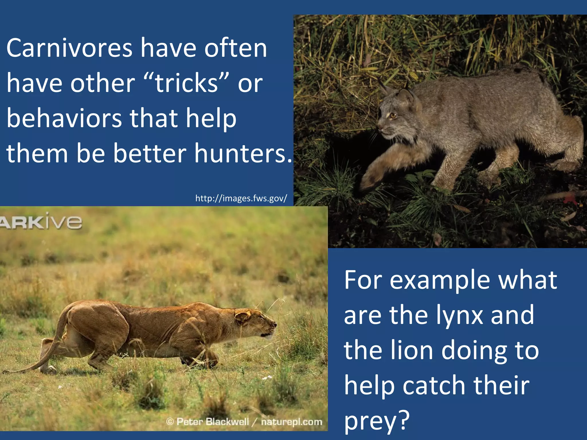 http://images.fws.gov/ Carnivores have often have other “tricks” or behaviors that help them be better hunters.  For example what are the lynx and the lion doing to help catch their prey? 