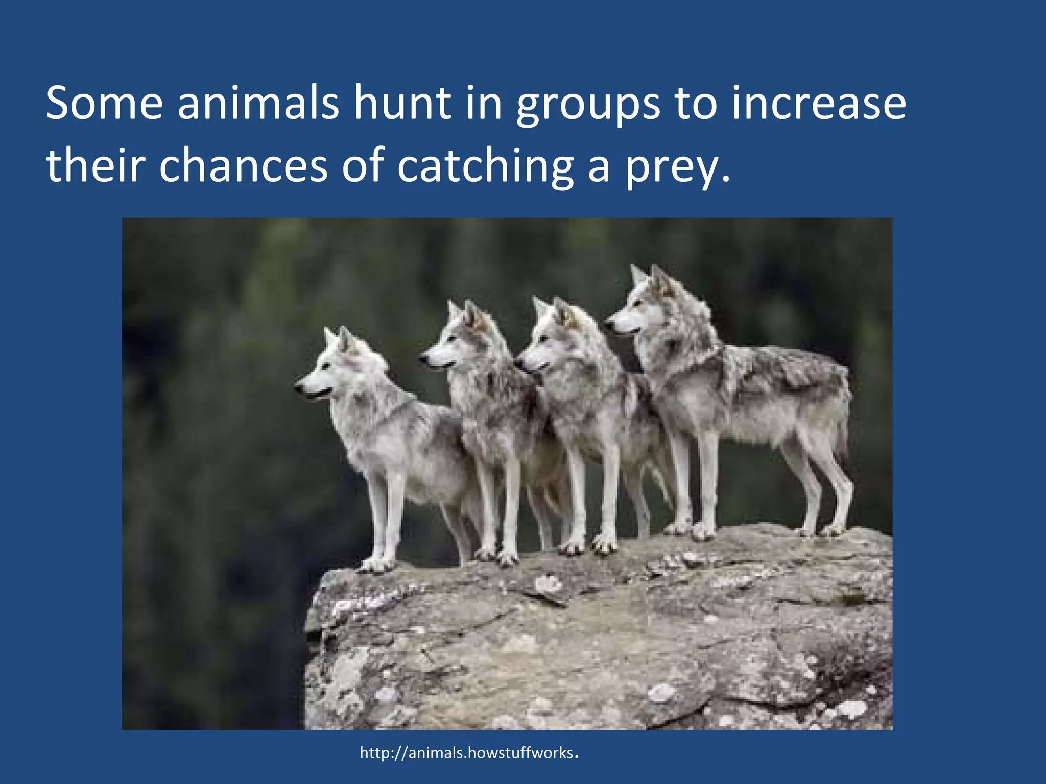python http://animals.howstuffworks . Some animals hunt in groups to increase their chances of catching a prey. 