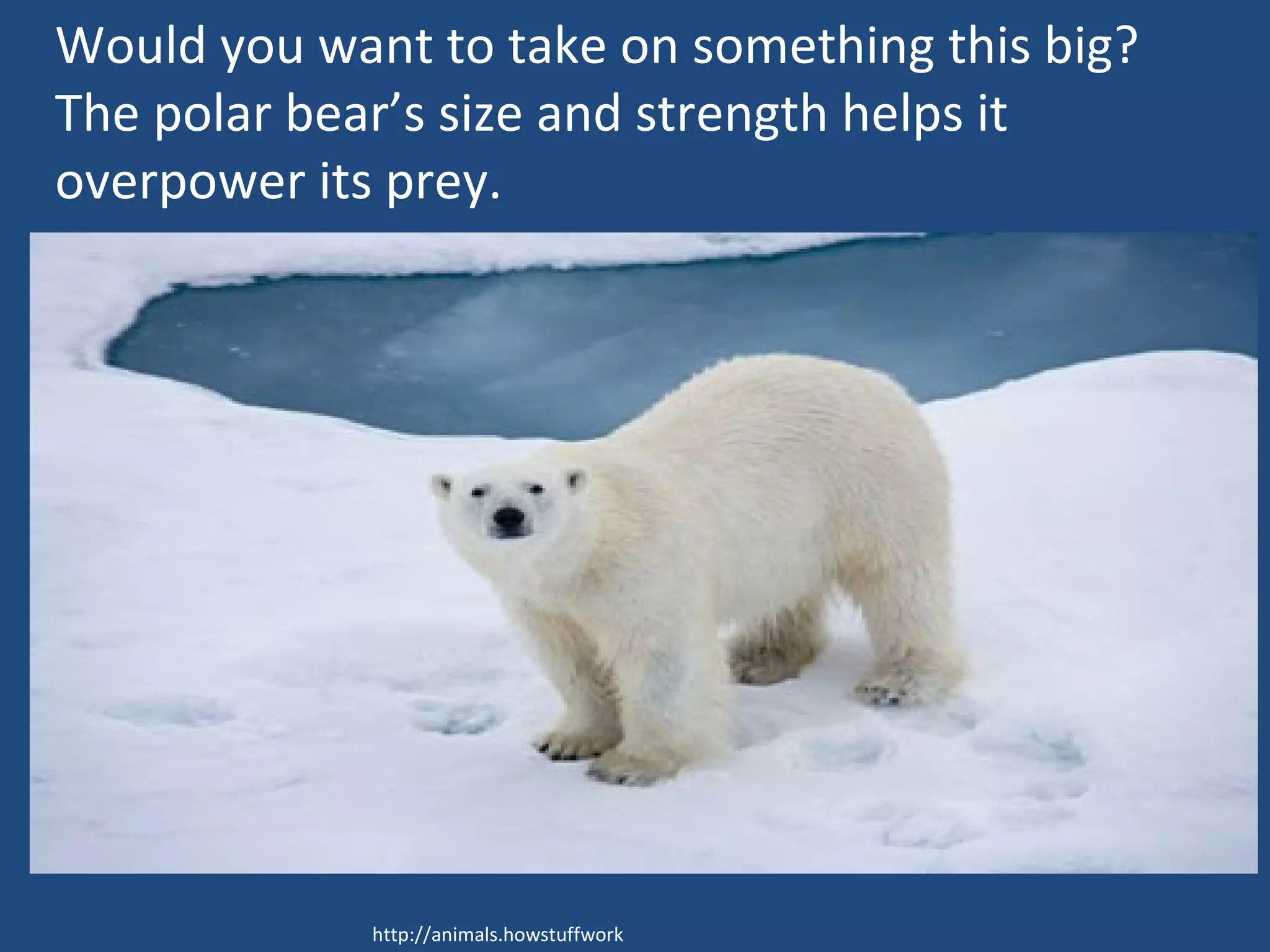 Would you want to take on something this big?  The polar bear’s size and strength helps it overpower its prey.  http://animals.howstuffworks 
