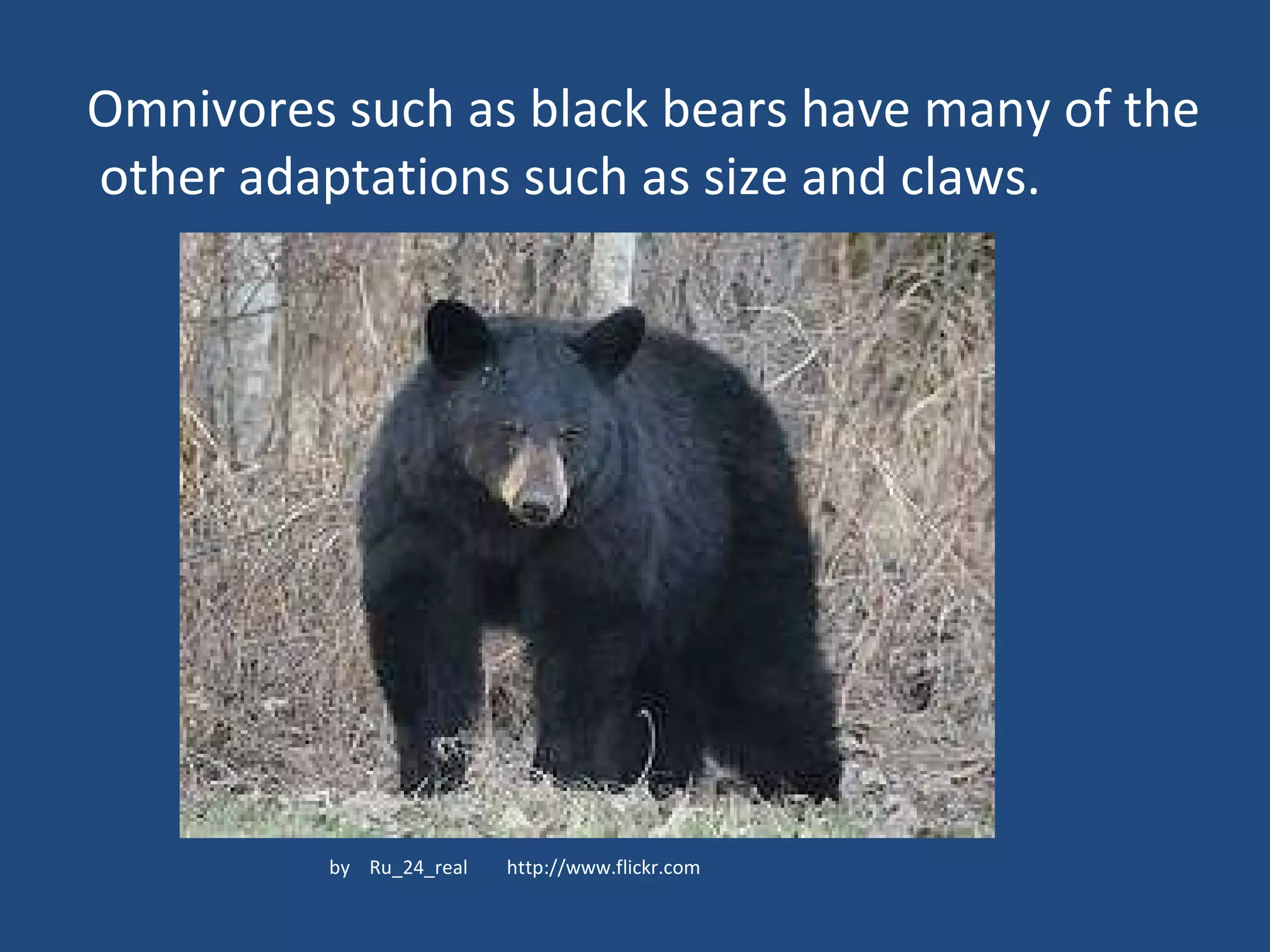 Omnivores such as black bears have many of the  other adaptations such as size and claws. by  Ru_24_real  http://www.flickr.com 