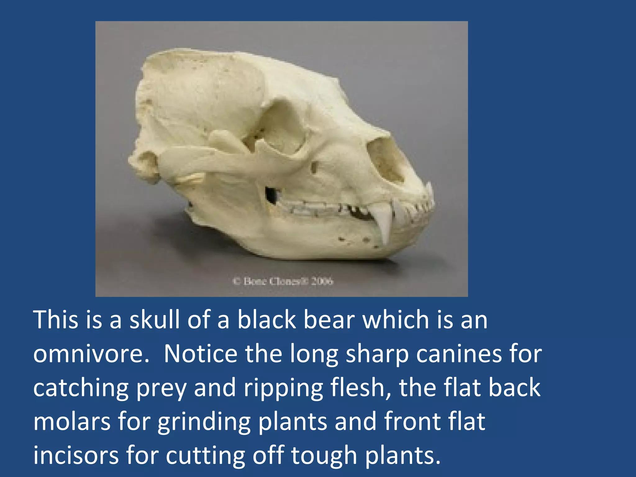 This is a skull of a black bear which is an omnivore.  Notice the long sharp canines for catching prey and ripping flesh, the flat back molars for grinding plants and front flat incisors for cutting off tough plants. 