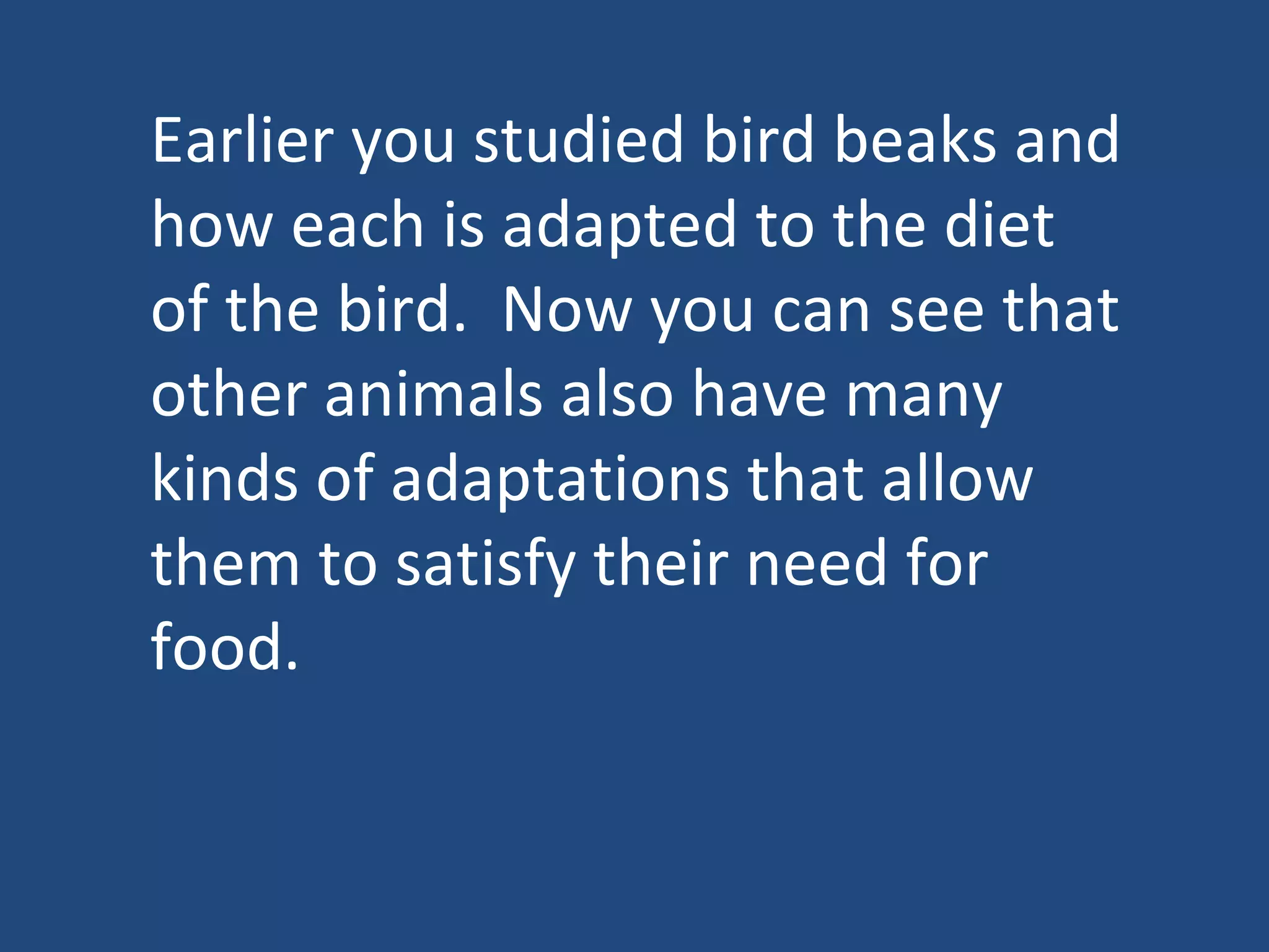 Earlier you studied bird beaks and how each is adapted to the diet of the bird.  Now you can see that other animals also have many kinds of adaptations that allow them to satisfy their need for food.  