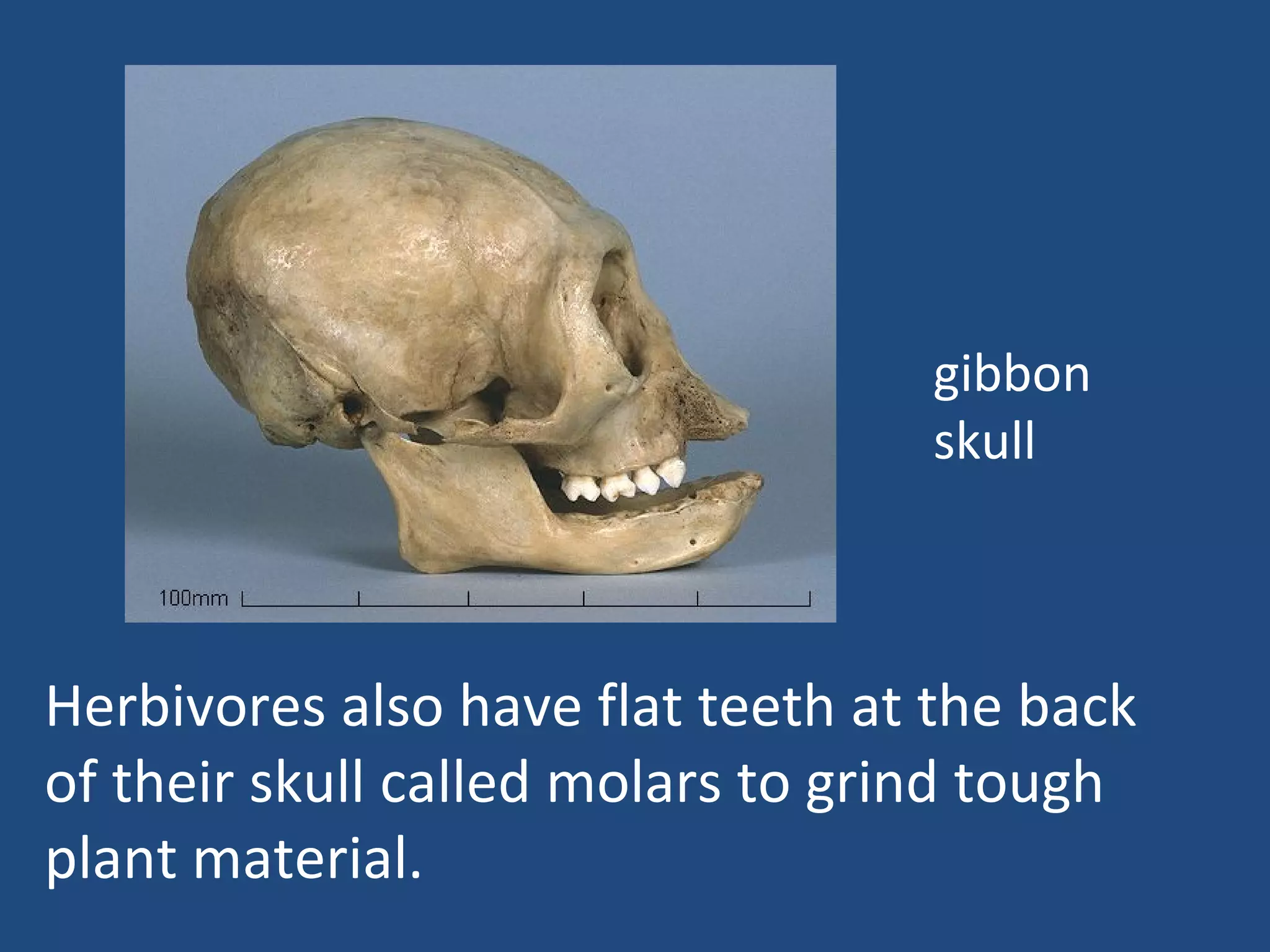 Herbivores also have flat teeth at the back of their skull called molars to grind tough plant material. gibbon skull 
