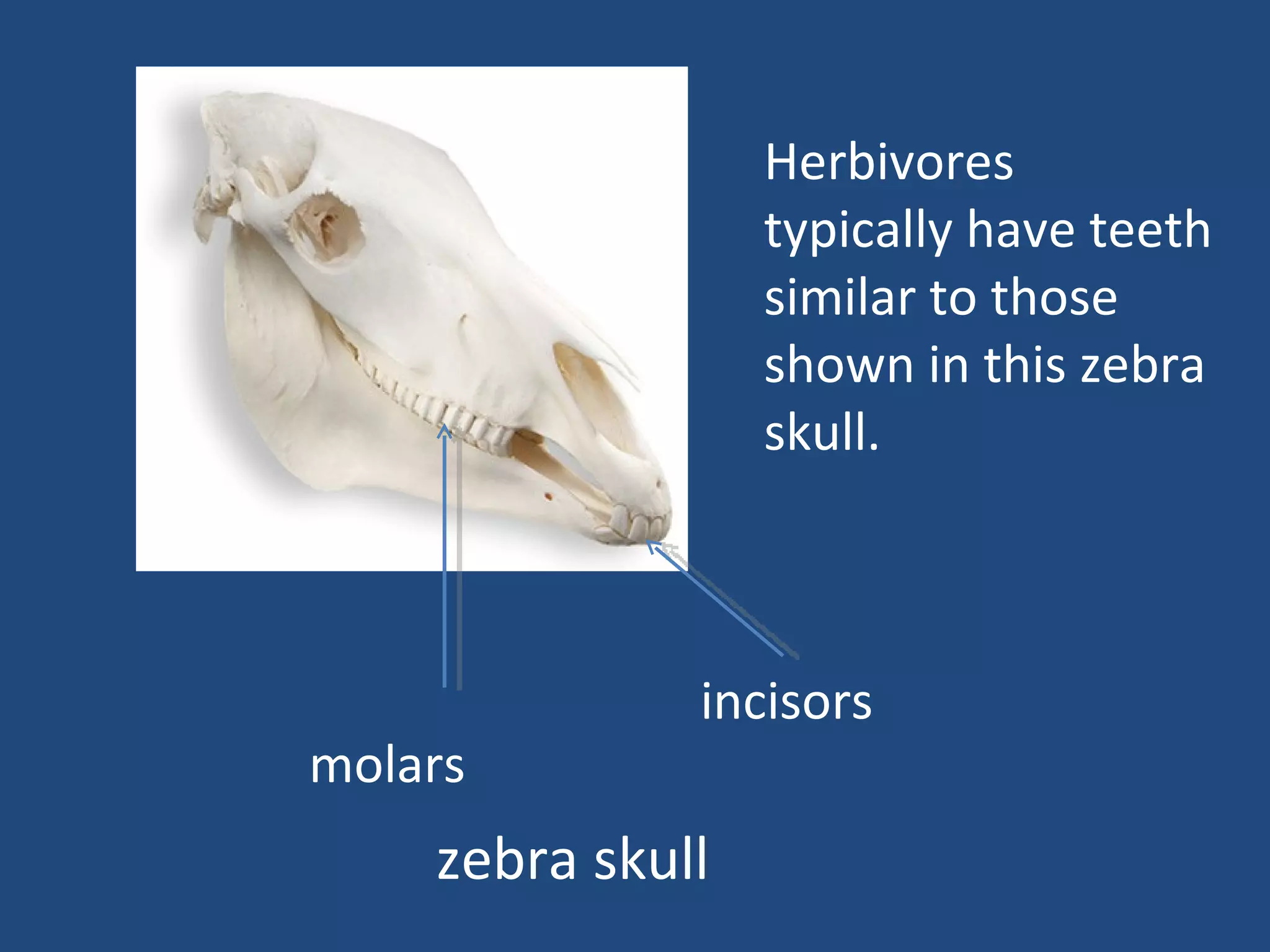 zebra skull molars incisors Herbivores typically have teeth similar to those shown in this zebra skull. 