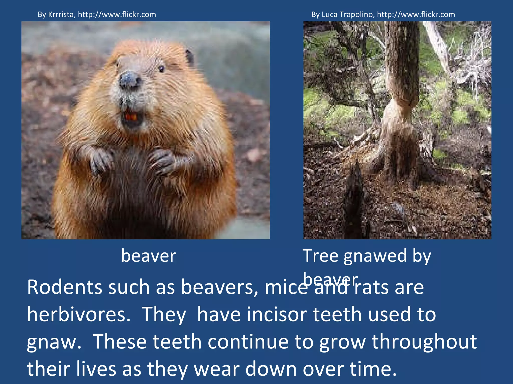 Rodents such as beavers, mice and rats are herbivores.  They  have incisor teeth used to gnaw.  These teeth continue to grow throughout their lives as they wear down over time. Tree gnawed by beaver beaver By Krrrista, http://www.flickr.com By Luca Trapolino, http://www.flickr.com 