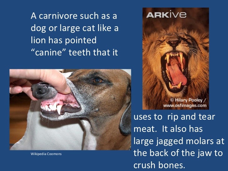 Adaptations for getting and chomping food (teach) Adaptations for getting and chomping food (teach)