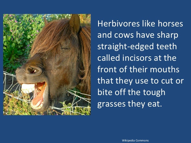 Adaptations for getting and chomping food (teach)