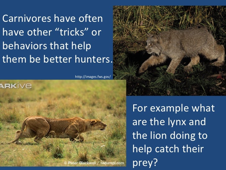 Adaptations for getting and chomping food (teach)