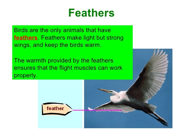 what adaptations help birds fly