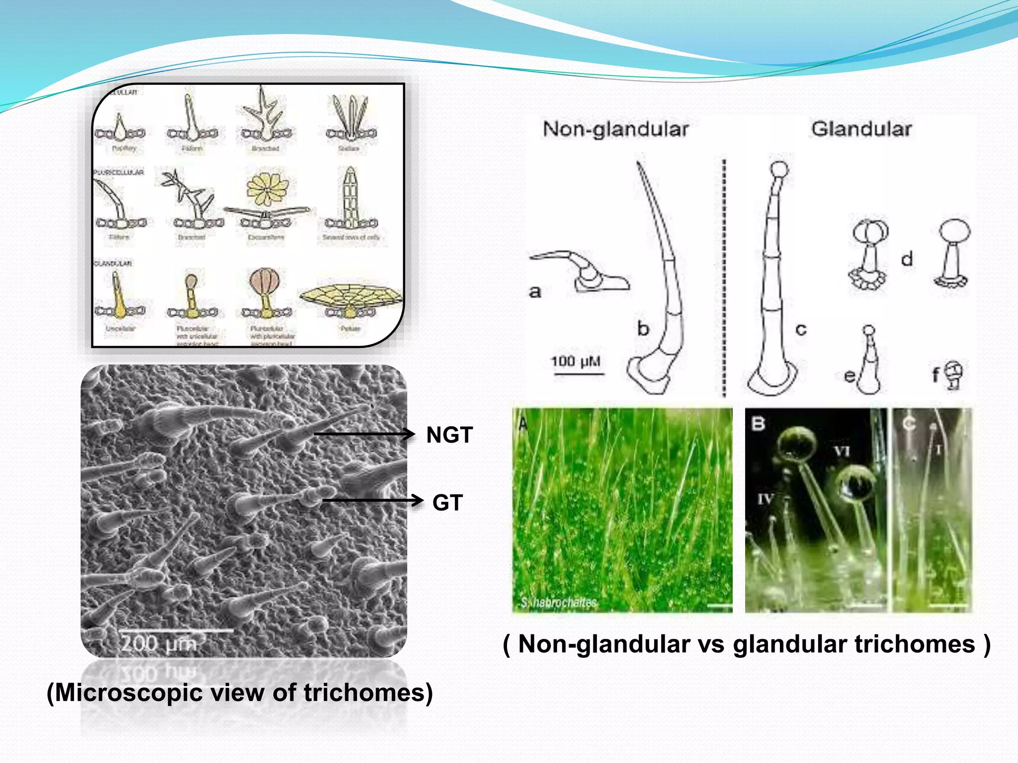 Morphological, Physiological and Anatomical Adaptations for Plant ...