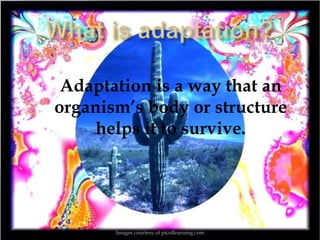 Adaptation is a way that an
organism’s body or structure
     helps it to survive.




       Images courtesy of pics4learning.com
 