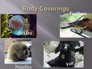 Feathers



 Scales




Needles   Images courtesy of pics4learning.com
 