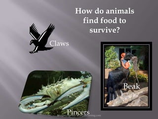How do animals
                find food to
                  survive?
Claws




                                        Beak


         Pincers
 Images courtesy of pics4learning.com
 