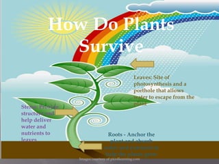 How Do Plants
           Survive
                                                 Leaves: Site of
                                                 photosynthesis and a
                                                 porthole that allows
                                                 water to escape from the
                                                 plant
Stems: Provide
structure and
help deliver
water and
nutrients to                    Roots - Anchor the
leaves                           plant and absorb
                               water and nutrients to
                               help the plants grow
                 Images courtesy of pics4learning.com
 