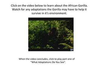 Click on the video below to learn about the African Gorilla.
 Watch for any adaptations the Gorilla may have to help it
                survive in it’s environment.




      When the video concludes, click to play part one of
               “What Adaptations Do You See”.
 