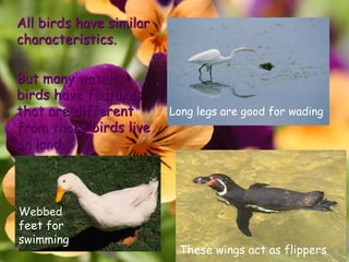 All birds have similar
characteristics.
But many water
birds have features
that are different
from those birds live
on land.
Long legs are good for wading
These wings act as flippers
Webbed
feet for
swimming
 