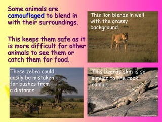 Some animals are
camouflaged to blend in
with their surroundings.
This keeps them safe as it
is more difficult for other
animals to see them or
catch them for food.
This lizards skin is so
similar to the rock
colour.
These zebra could
easily be mistaken
for bushes from
a distance.
This lion blends in well
with the grassy
background.
 