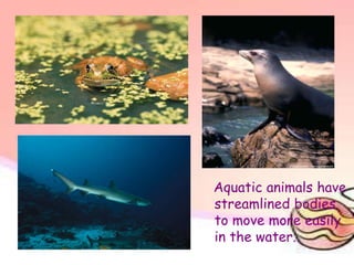 Aquatic animals have
streamlined bodies
to move more easily
in the water.
 