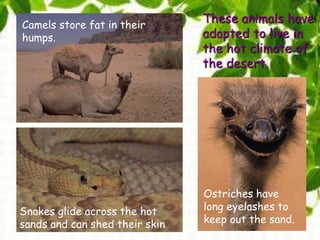 These animals have
adapted to live in
the hot climate of
the desert.
Camels store fat in their
humps.
Ostriches have
long eyelashes to
keep out the sand.
Snakes glide across the hot
sands and can shed their skin
 