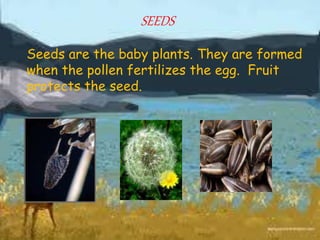 SEEDS
Seeds are the baby plants. They are formed
when the pollen fertilizes the egg. Fruit
protects the seed.
 
