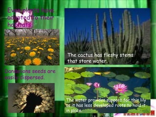 Even plants have
adapted to their
habitats.
The cactus has fleshy stems
that store water.
The water provides support for this lily
as it has less developed roots to hold it
in place.
Dandelions seeds are
easily dispersed.
 
