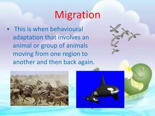 Migration
• This is when behavioural
adaptation that involves an
animal or group of animals
moving from one region to
another and then back again.
 