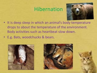 Hibernation
• It is deep sleep in which an animal’s body temperature
drops to about the temperature of the environment.
Body activities such as heartbeat slow down.
• E.g. Bats, woodchucks & bears.
 