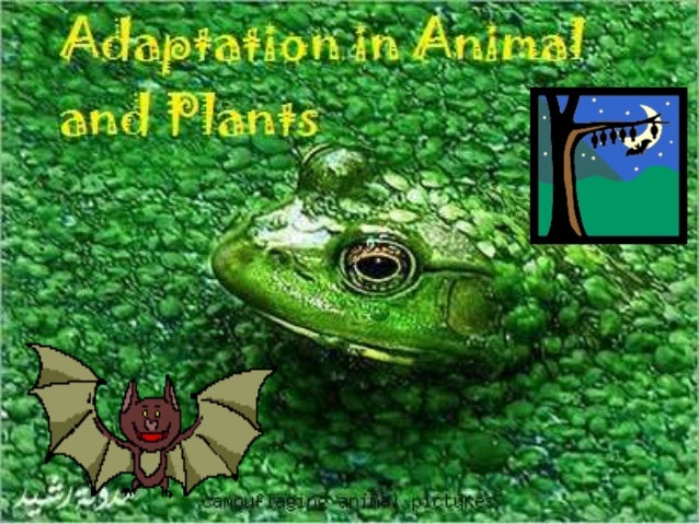 adaptations in animals and