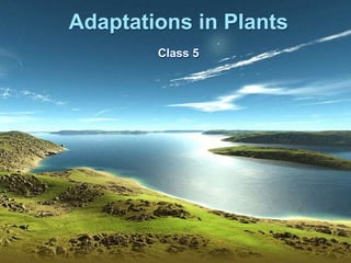 Adaptations in Plants
Class 5
 