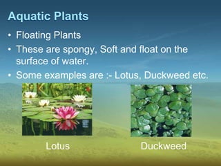 Aquatic Plants
• Floating Plants
• These are spongy, Soft and float on the
surface of water.
• Some examples are :- Lotus, Duckweed etc.
Lotus Duckweed