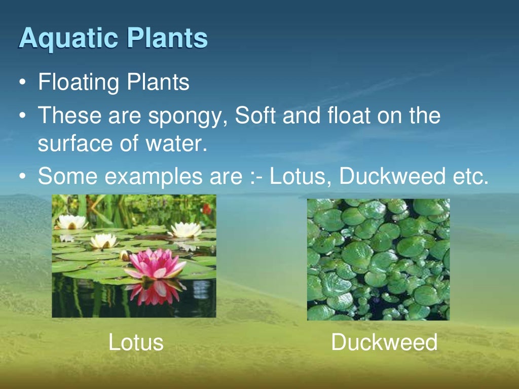 Adaptations in plants