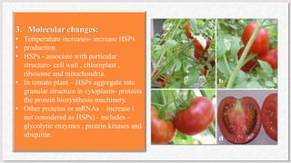 3. Molecular changes:
• Temperature increases- increase HSPs
• production.
• HSPs - associate with particular
structure- cell wall , chloroplast ,
ribosome and mitochondria.
• In tomato plant – HSPs aggregate into
granular structure in cytoplasm- protects
the protein biosynthesis machinery.
• Other proteins or mRNAs – increase (
not considered as HSPs) - includes –
glycolytic enzymes , protein kinases and
ubiquitin.
 