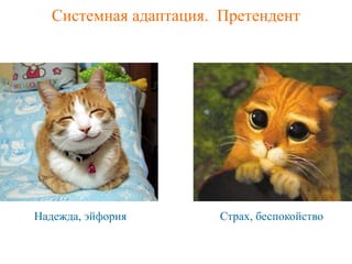Системная адаптация. Претендент 
Надежда, эйфория 
Страх, беспокойство  