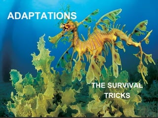 ADAPTATIONS




              THE SURVIVAL
                 TRICKS
 