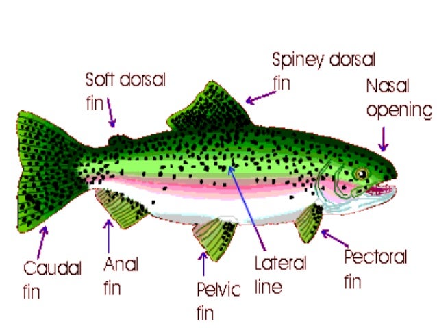Adaptations Of Animals And Plants