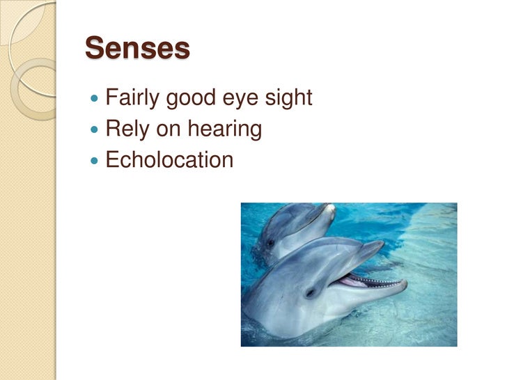 Adaptations Of Aquatic Animals Powerpoint