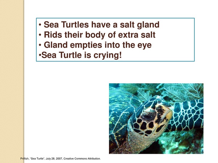Adaptations Of Aquatic Animals Powerpoint Adaptations Of Aquatic Animals Powerpoint