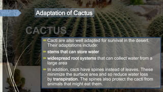 Adaptation of Cactus
Cacti are also well adapted for survival in the desert.
Their adaptations include:
stems that can store water
widespread root systems that can collect water from a
large area
In addition, cacti have spines instead of leaves. These
minimize the surface area and so reduce water loss
by transpiration. The spines also protect the cacti from
animals that might eat them.
 