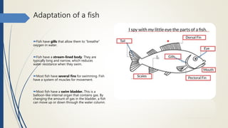 Adaptation of a fish
Fish have gills that allow them to “breathe”
oxygen in water.
Fish have a stream-lined body. They are
typically long and narrow, which reduces
water resistance when they swim.
Most fish have several fins for swimming. Fish
have a system of muscles for movement.
Most fish have a swim bladder. This is a
balloon-like internal organ that contains gas. By
changing the amount of gas in the bladder, a fish
can move up or down through the water column.
 