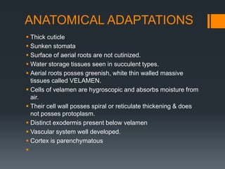 Adaptations of epiphytes and halophytes | PPTX