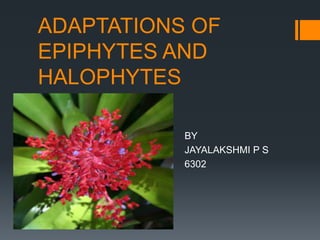 ADAPTATIONS OF
EPIPHYTES AND
HALOPHYTES
BY
JAYALAKSHMI P S
6302
 