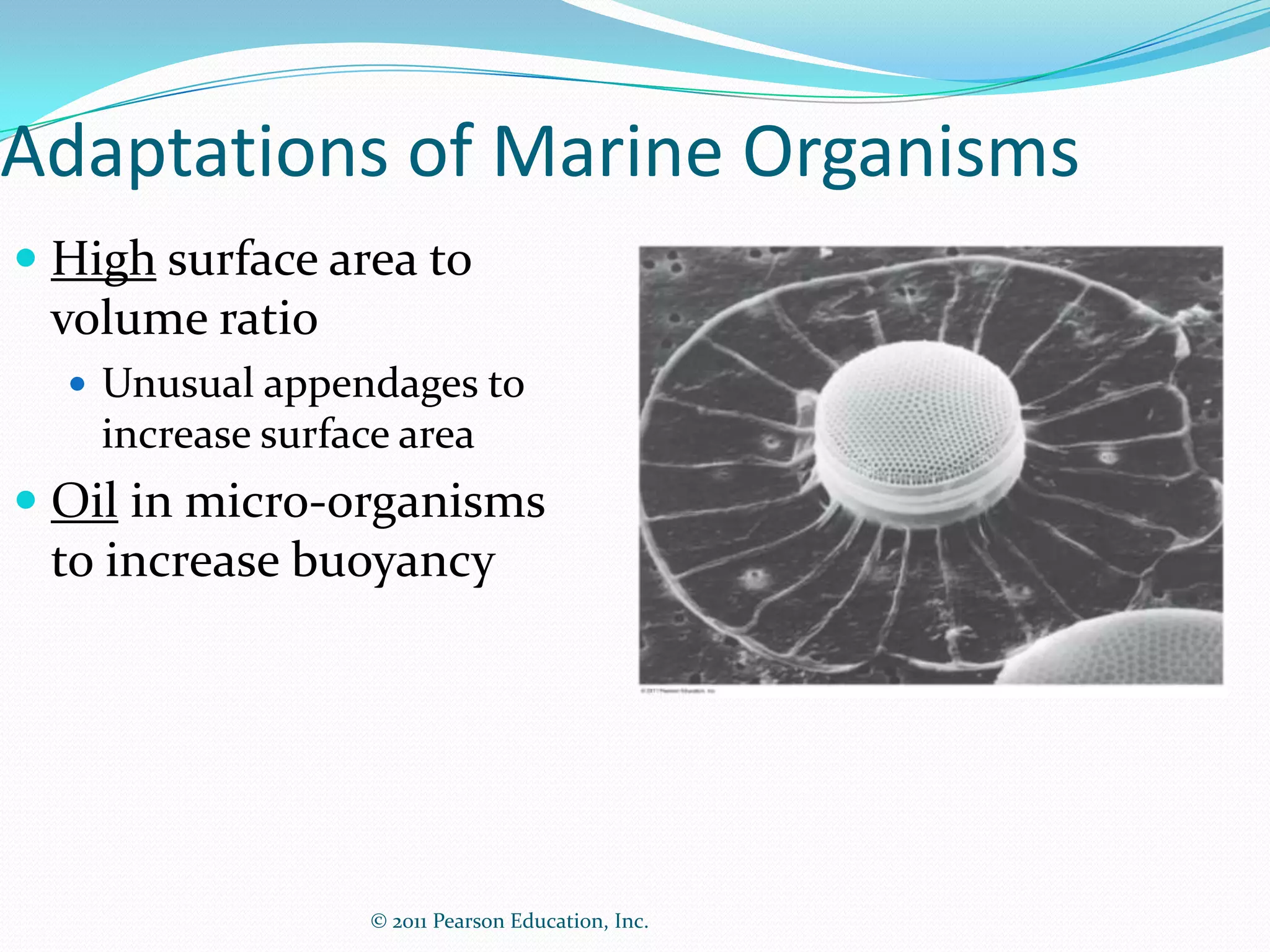 © 2011 Pearson Education, Inc.
Adaptations of Marine Organisms
 High surface area to
volume ratio
 Unusual appendages to
increase surface area
 Oil in micro-organisms
to increase buoyancy
 