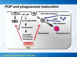 Pi3p Localization Adaptations of mycobacteria for survival in macrophages sameer tiwari ...