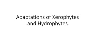 Adaptations of Xerophytes
and Hydrophytes
 